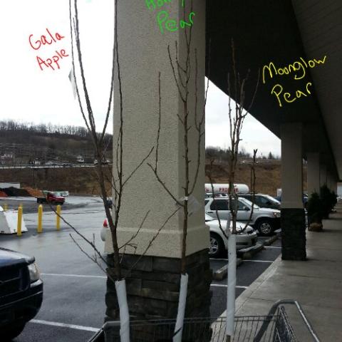 Photo of young fruit trees