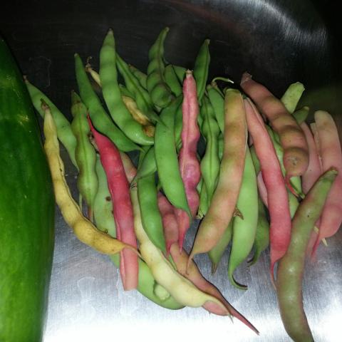 Photo of pink and green beans, still in the pods.