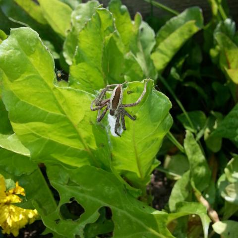 Mother spider, checking her nest for damage.