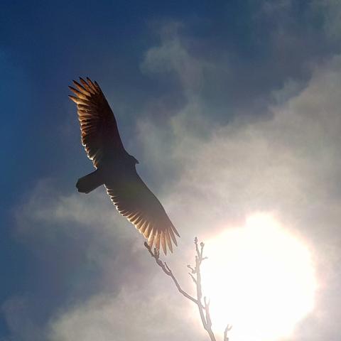 Turkey Vulture in flight.