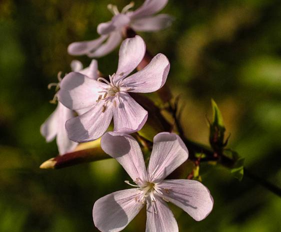 Soapwort flowers.