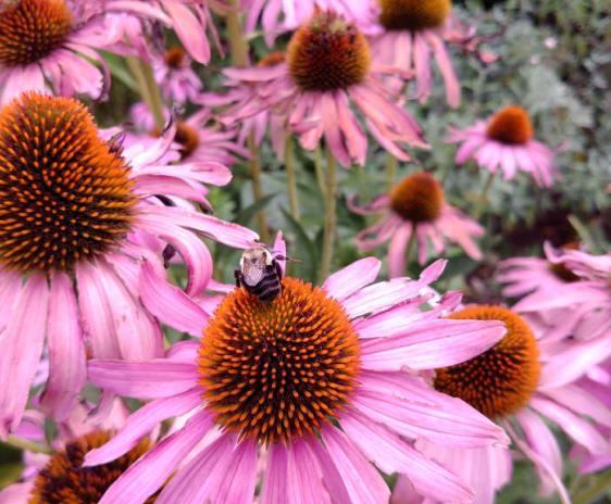 Bumblebee on echinacea.