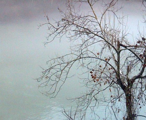 Photo of a tree on a foggy river bank.