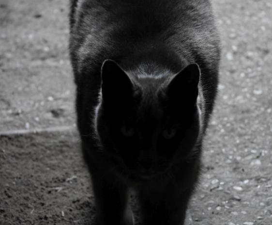 Cat silhouetted in front of a light.