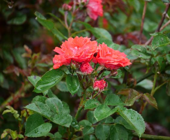 Coral Drift Rose